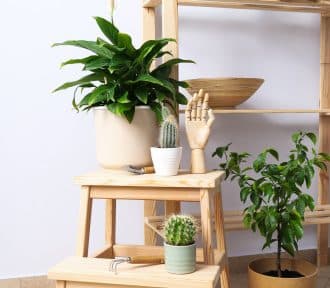Plantes d’intérieur : pour un rendu à la fois esthétique et écologique de votre décoration